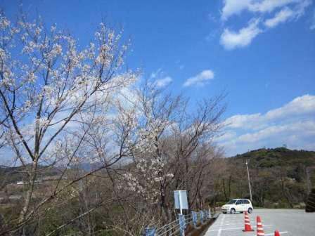 岡豊山の桜と長畝つつじ公園 南国市観光協会スタッフブログ