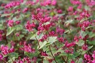 IMG_4083.jpg