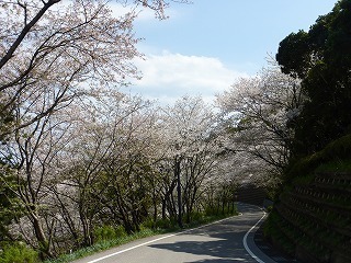 岡豊山の桜と長畝古墳公園の花 4月12日現在 南国市観光協会スタッフブログ